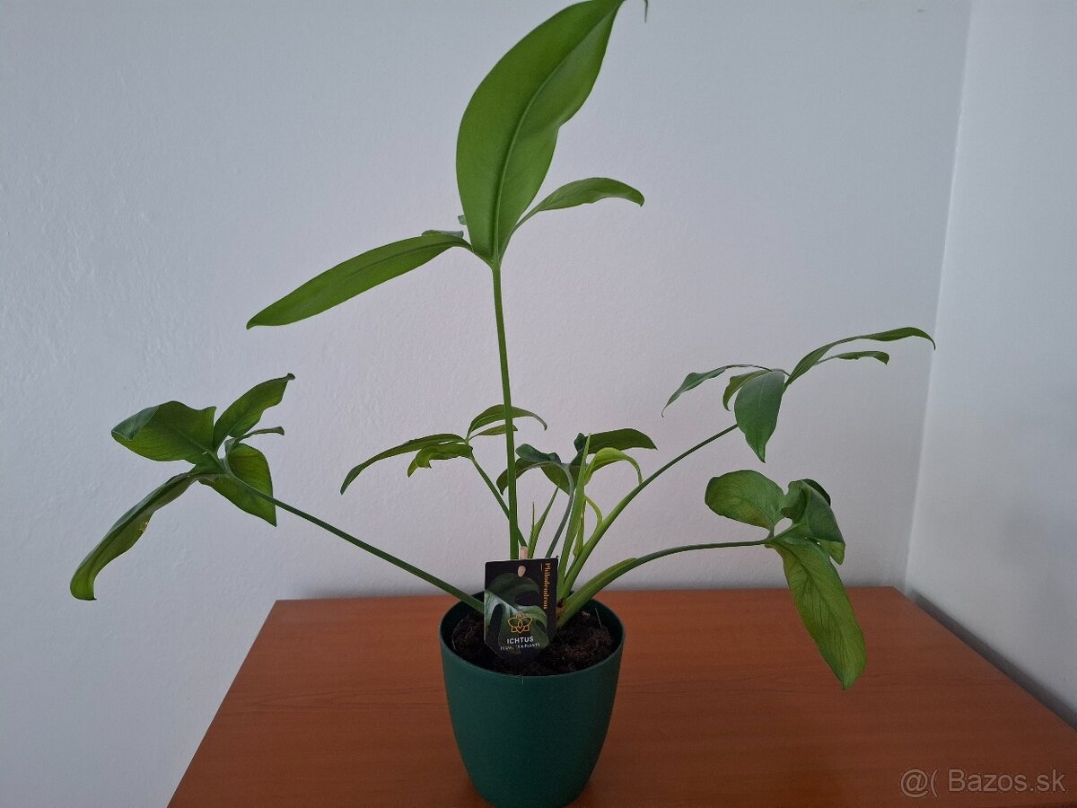 izbová rastlina Filodendron Philodendron