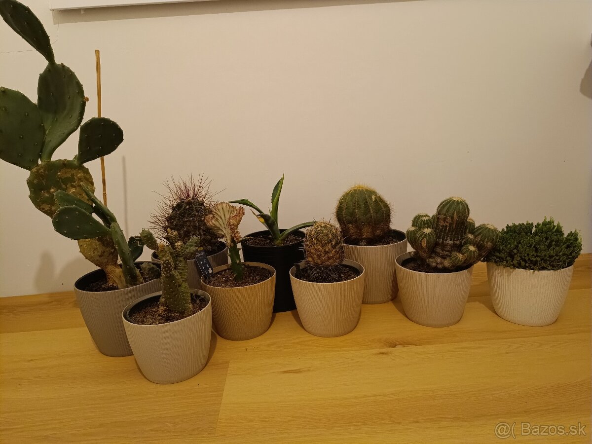 Zbierka kaktusov
