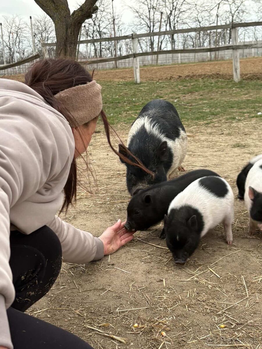 Predám mini prasiatká