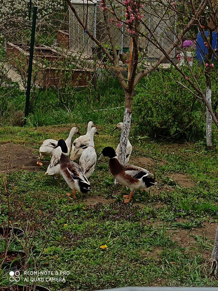 Nasadove vajcia Indický bežec - strieborne sfarbene