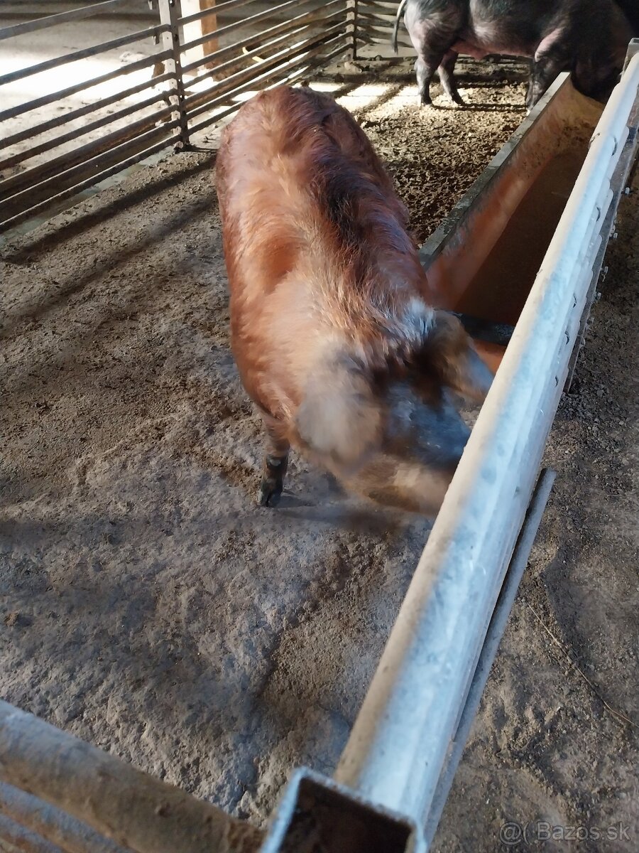 Ošípané na predaj