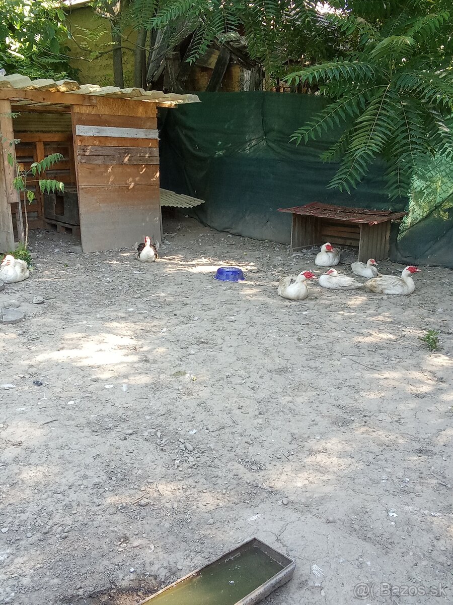 Predám čínske káčere a kačice