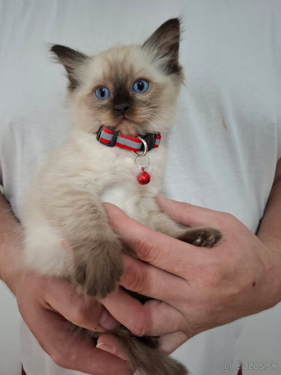 Ragdoll mačiatka