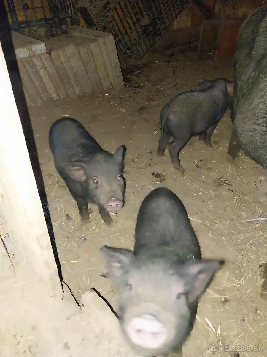 predáme vietnamské prasiatka.