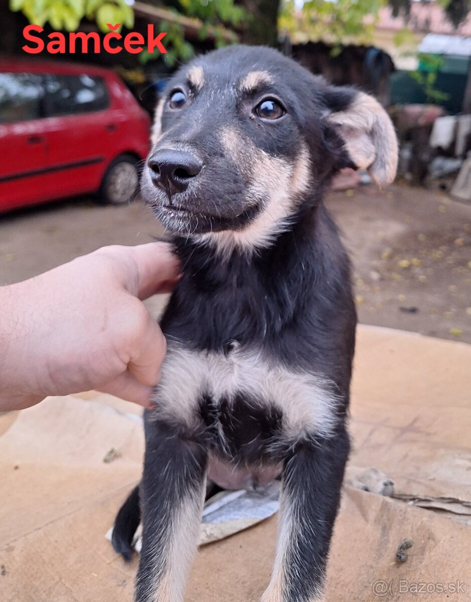 Darujem 10 mesačné šteniatka