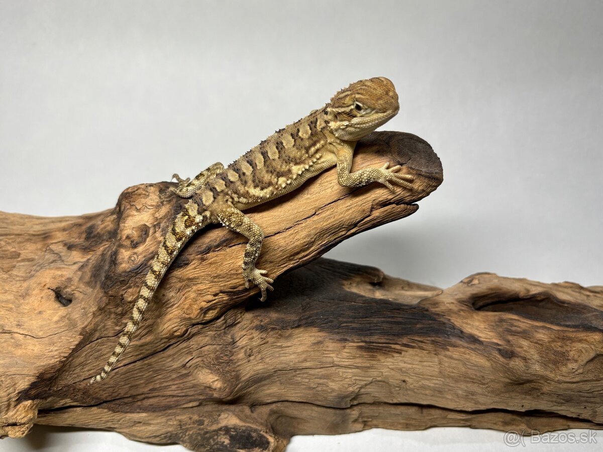 Predám agamy trpasličie ( Pogona Henrylawsoni )