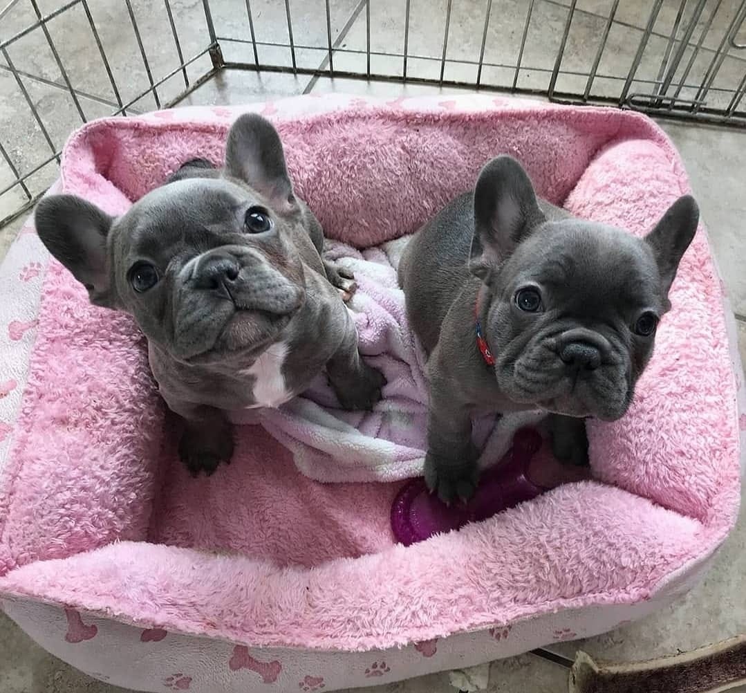 Šteniatka francúzskeho buldočka na adopciu