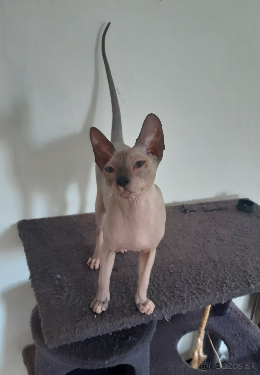 Don Sphynx Kocúrik