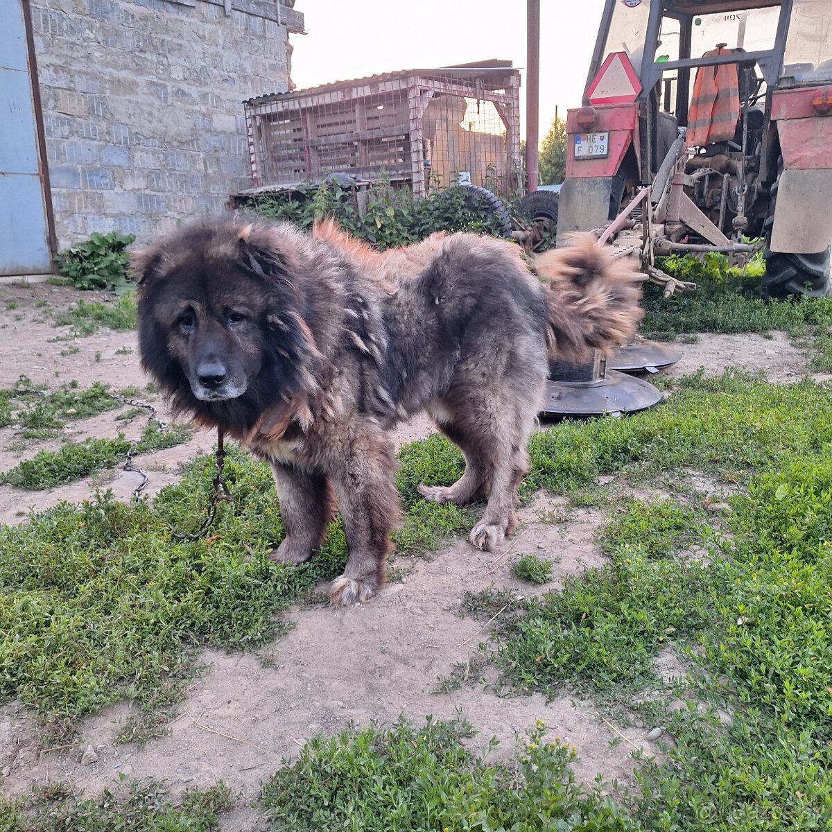 Kaukazak, kaukazsky ovčiak,kaukaz