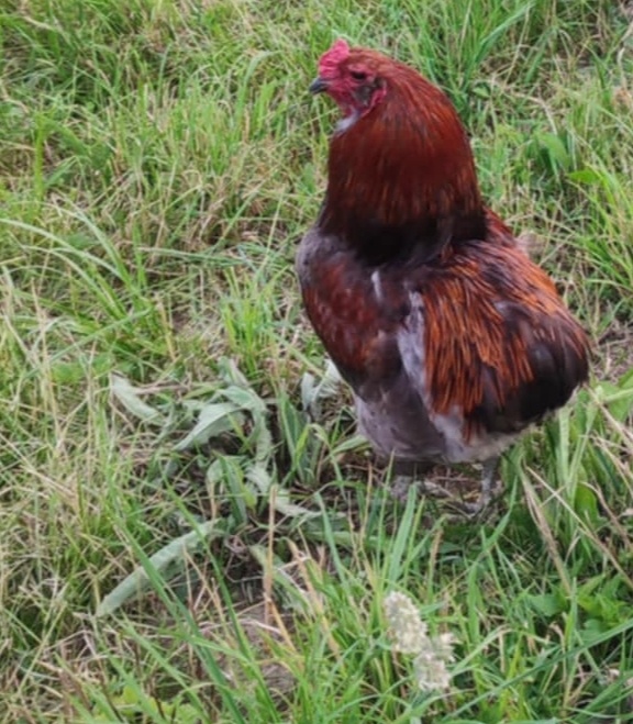 Araucana