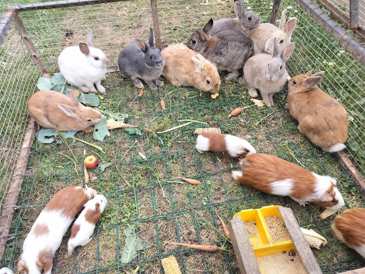 Zakrslí králík, morča
