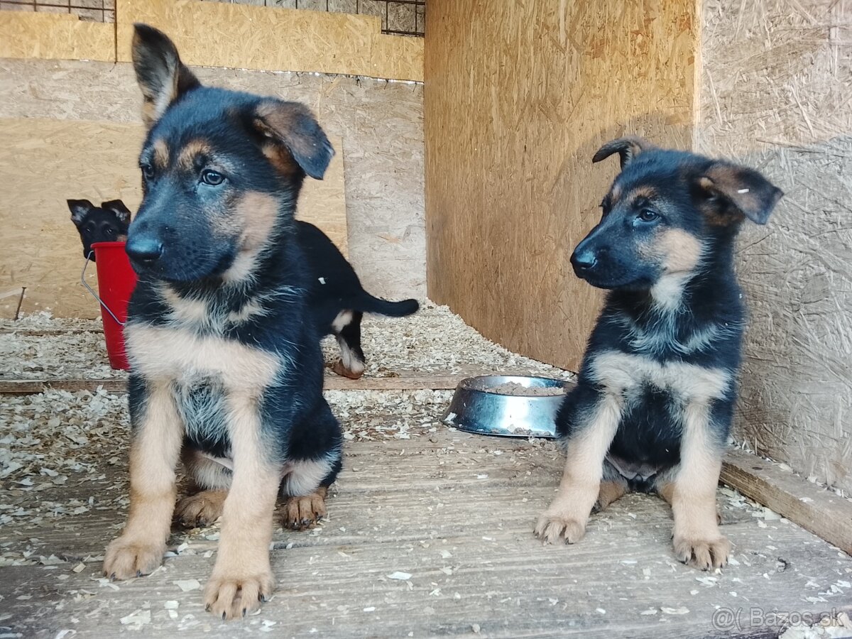 Nemecký ovciak stenata