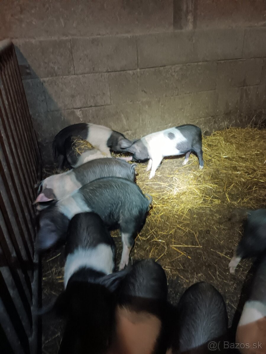 Predám presticke odstavcata