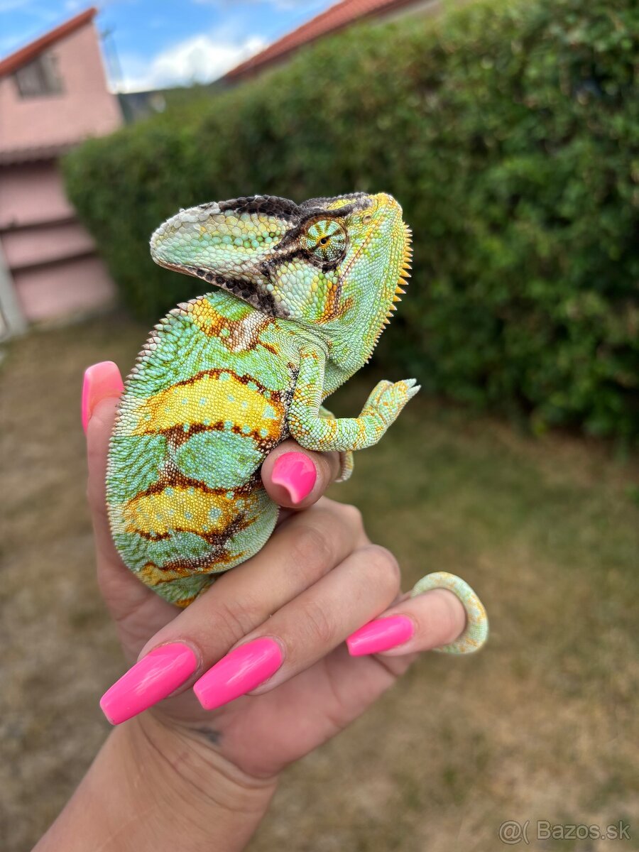 Chameleon