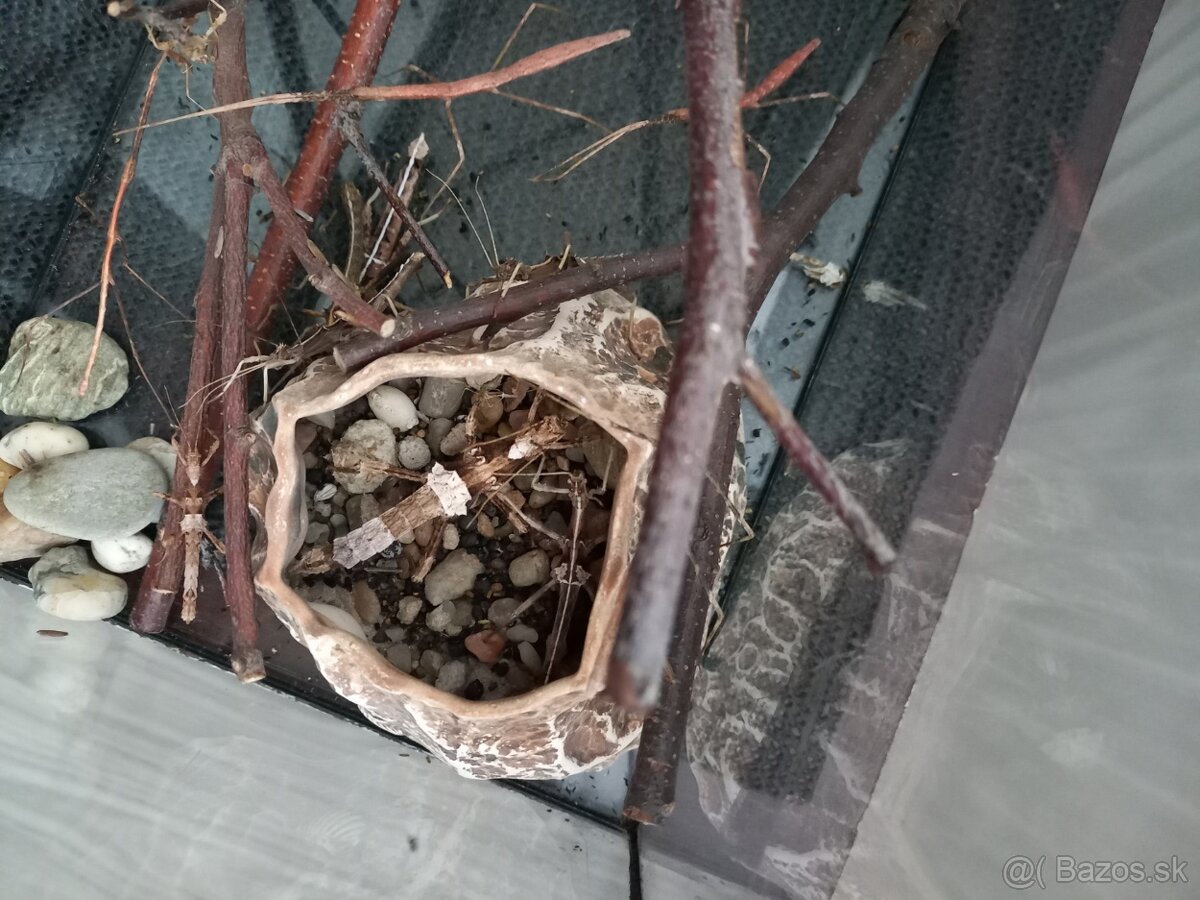 Pakobylky rožkaté a strašilky Sangaya