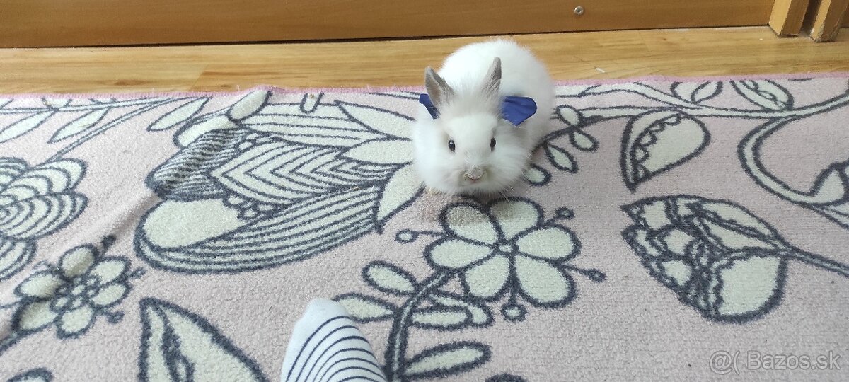 Mini lop