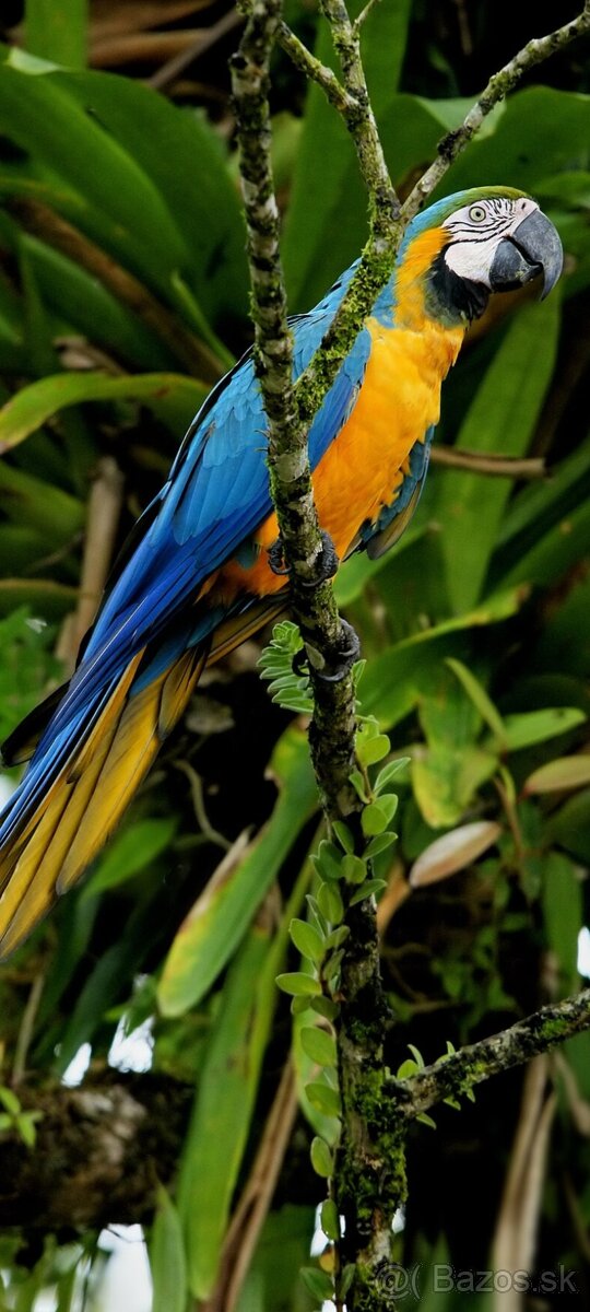 Ara ararauna