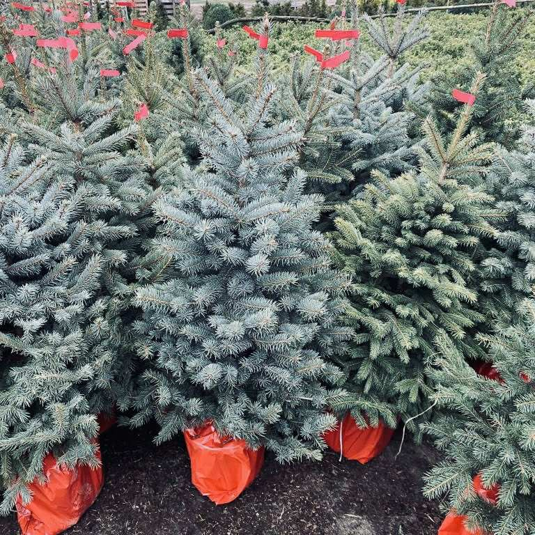 Strieborný smrek v kvetináči 1,20–1,60 Jedľa kaukazská, vian