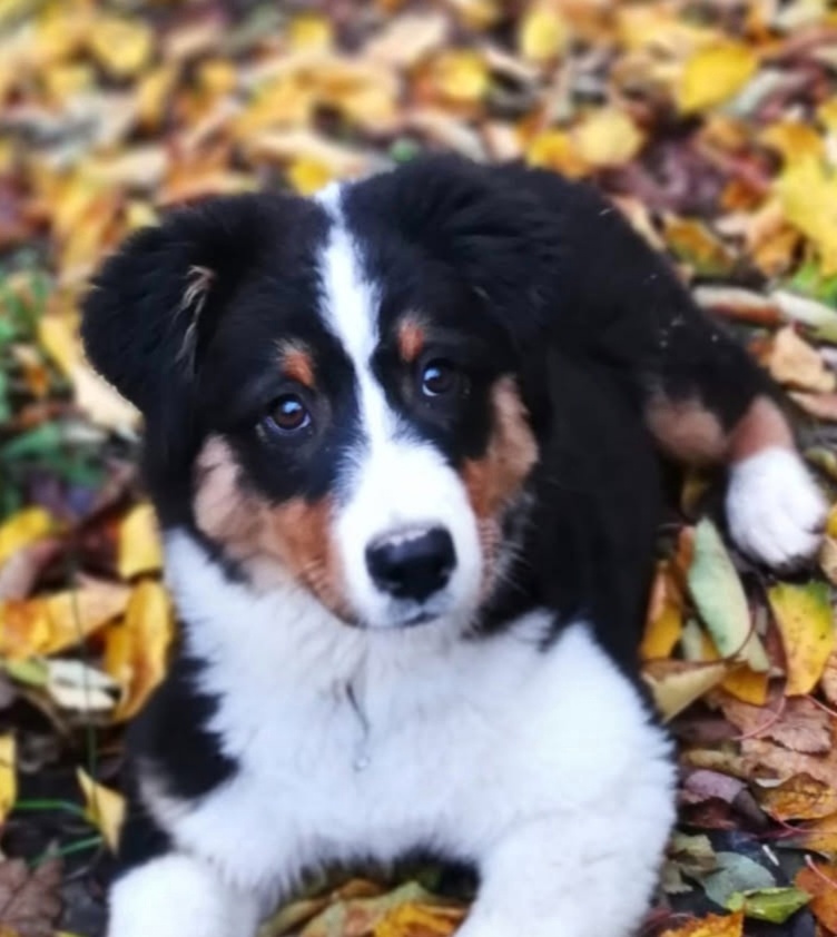 Austrálsky ovčiak šteniatka s PP