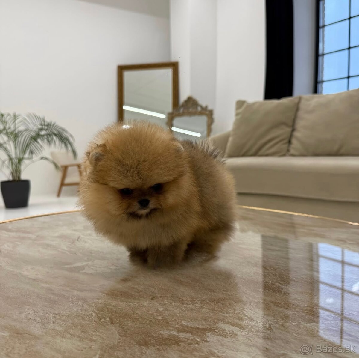 Pomeranian Teddy