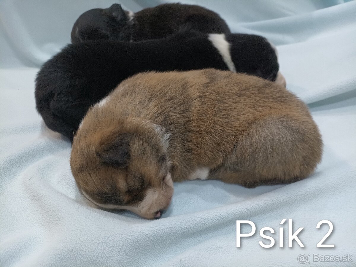 Border kolia - steniatka