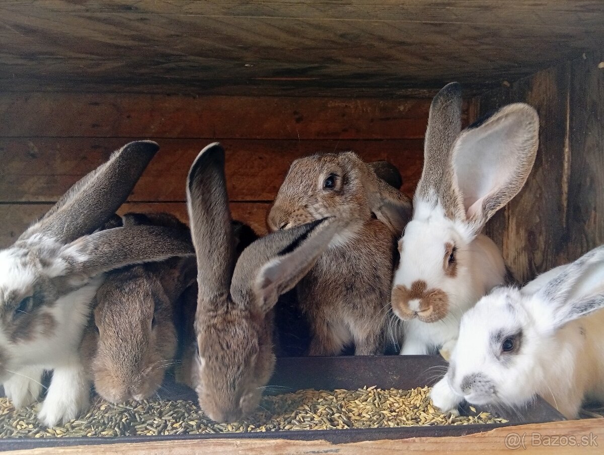 Predam králiky.