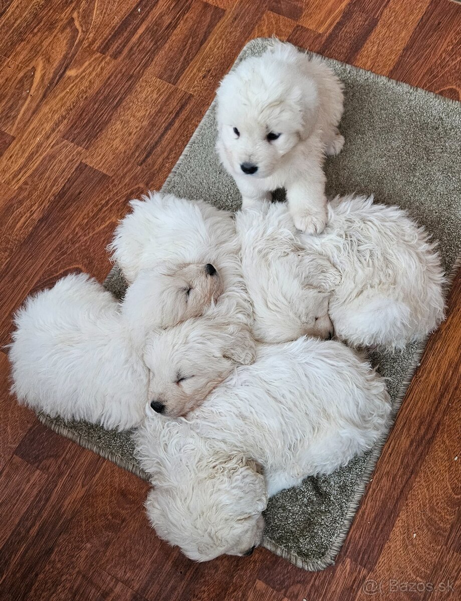 Slovenský čuvač - šteniatka