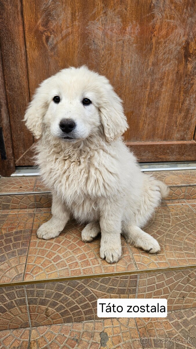 Slovenský čuvač - šteniatka