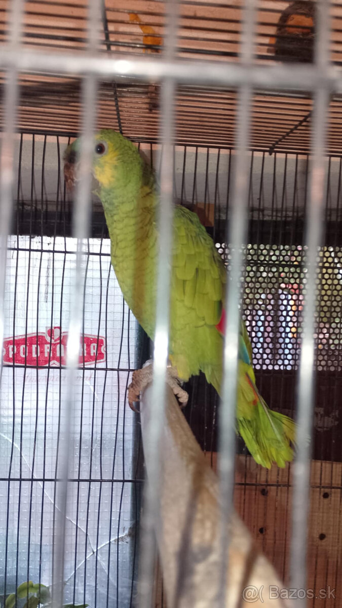 Amazoňan modročelý bolívijský