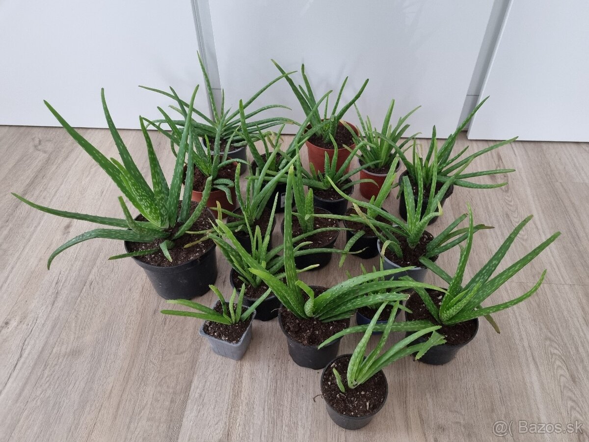 Aloe Vera