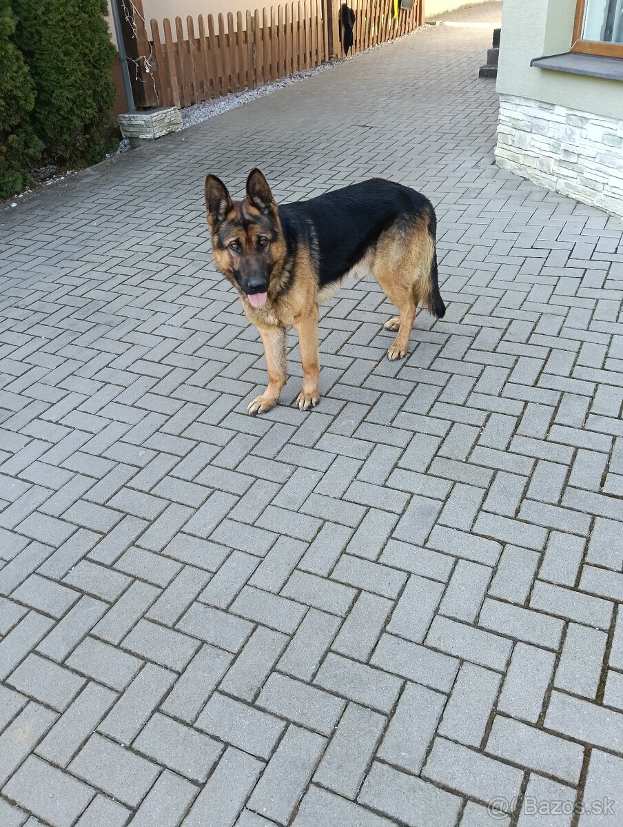 Nemecký ovčiak typu REX na Krytie.