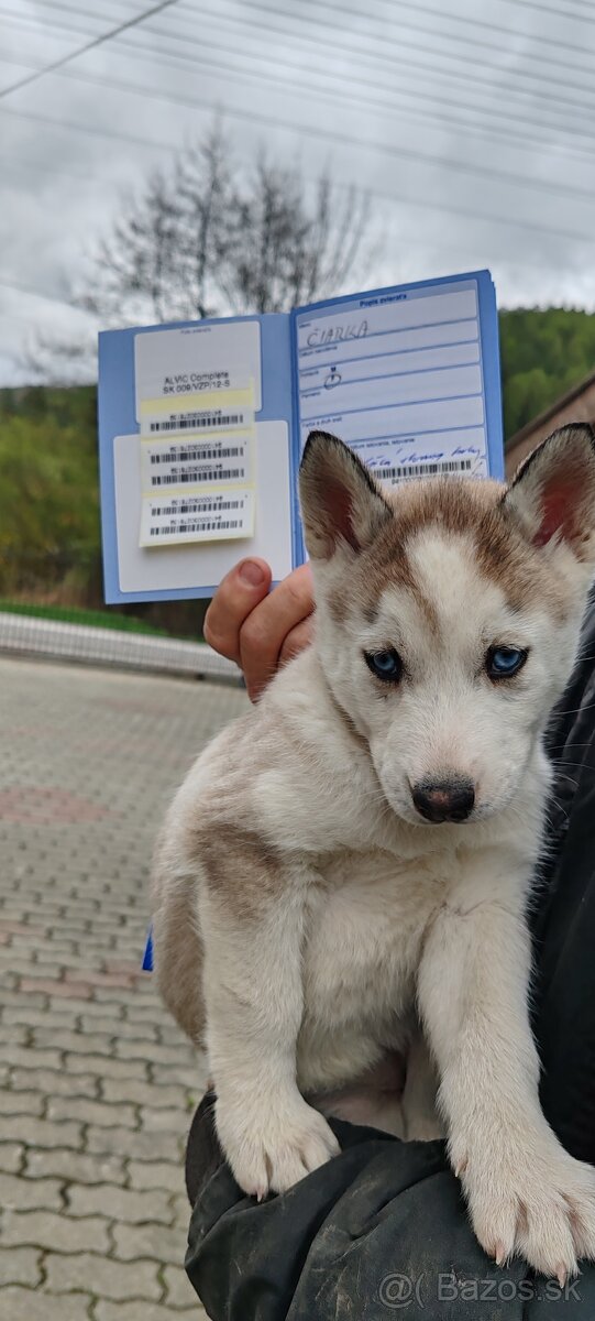 Sibírsky husky