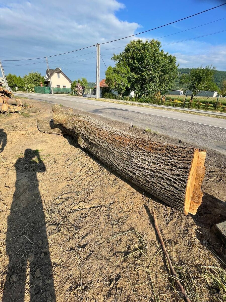 Kmeň orecha, priemer 90 cm, dĺžka 3,5m
