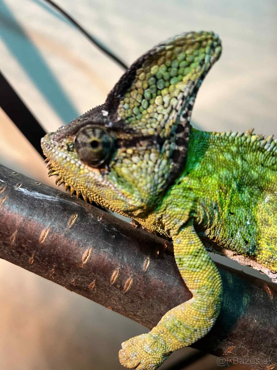 Predám chameleóna jemenského – samec, 2,5 roka