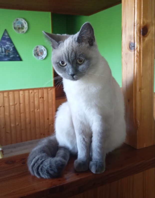 Britský kocúr na krytie