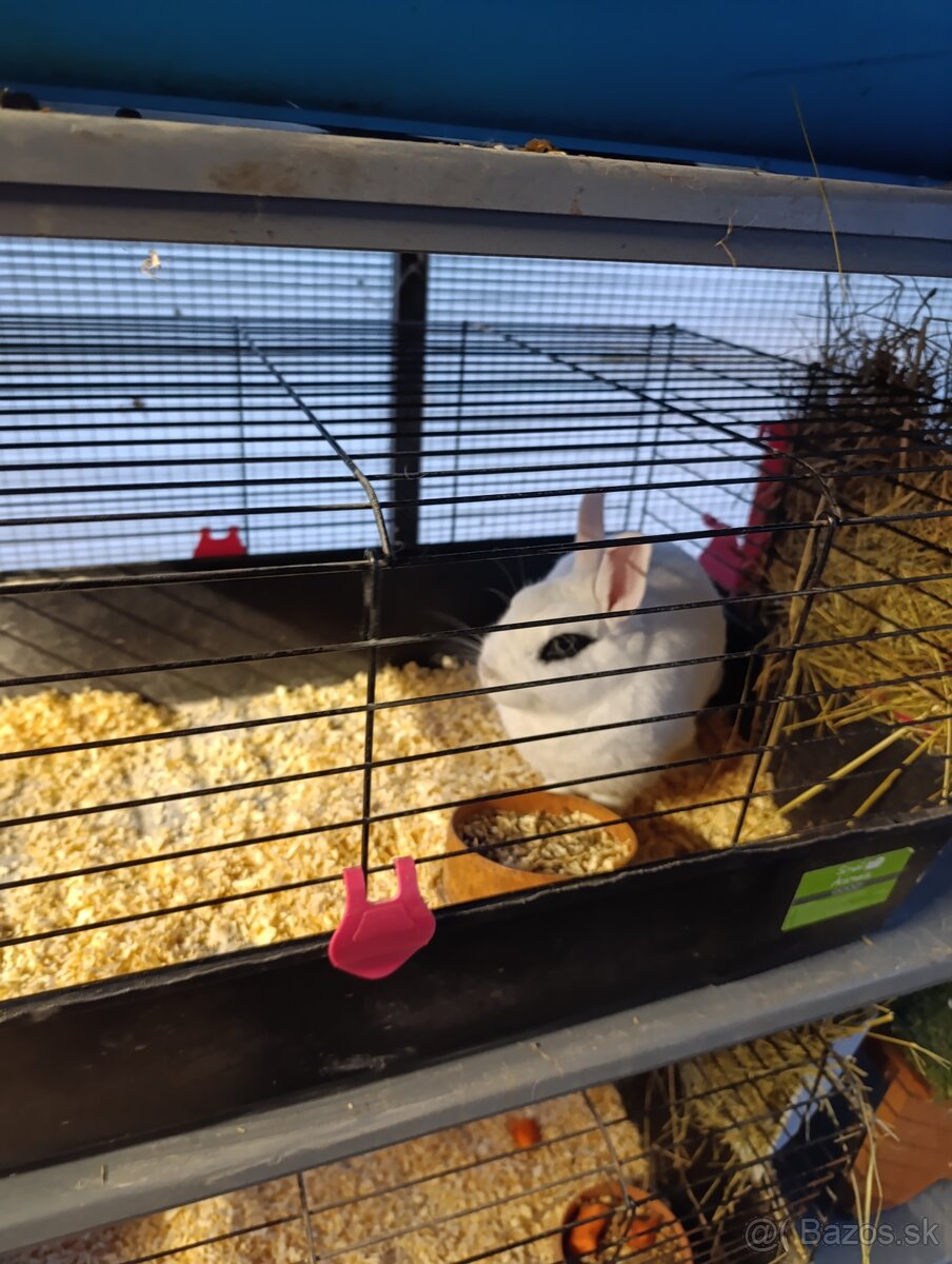 Zákrsly zajačik,zajko,zajac