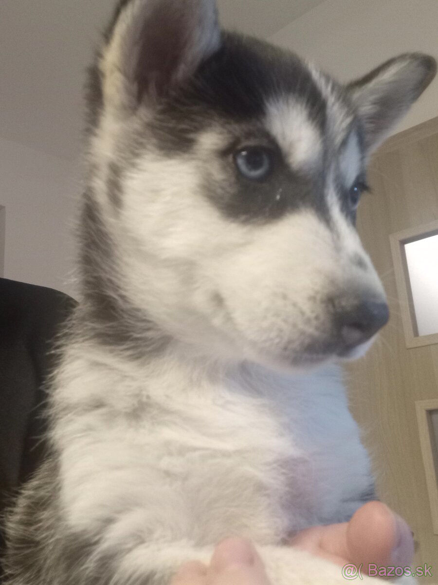 Sibirsky husky steniatko