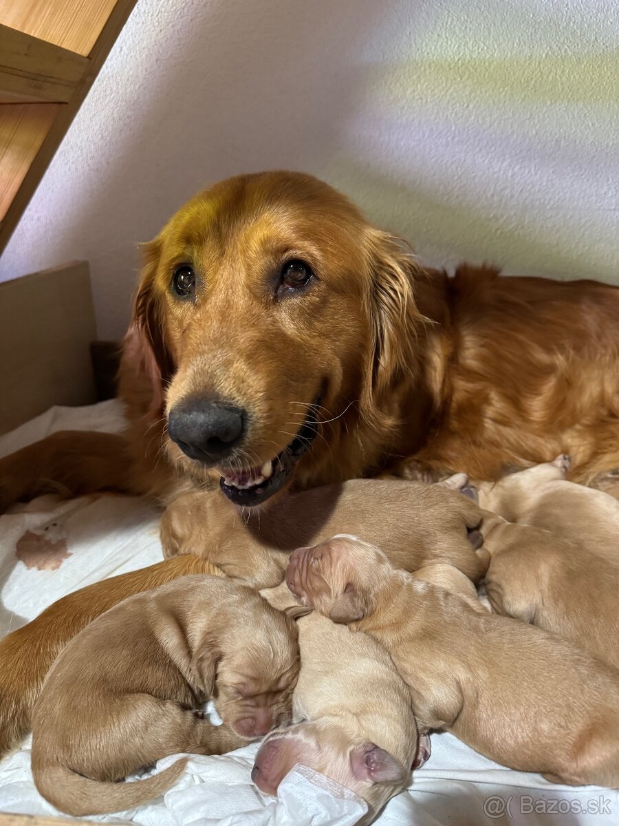 Zlatý retriever šteniatka