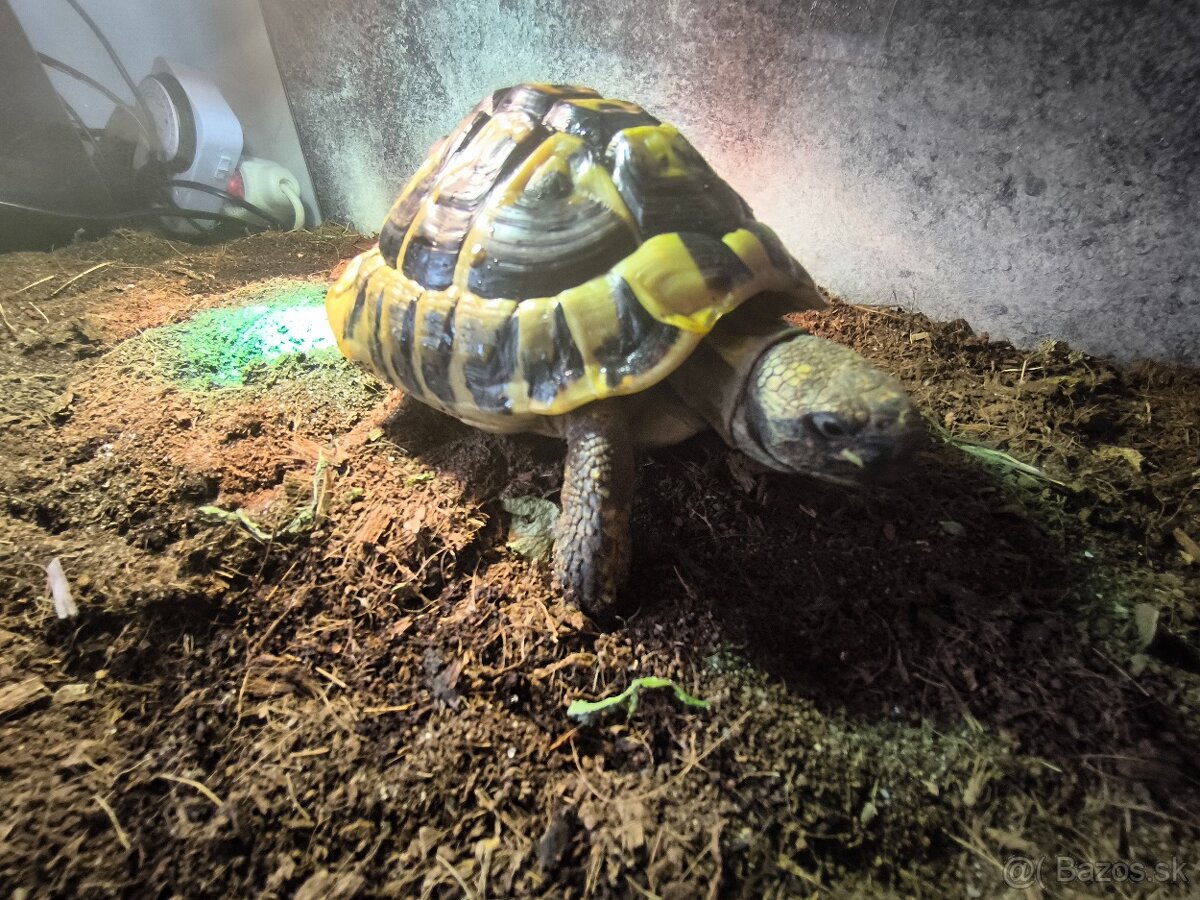Tetestudo hermanni.