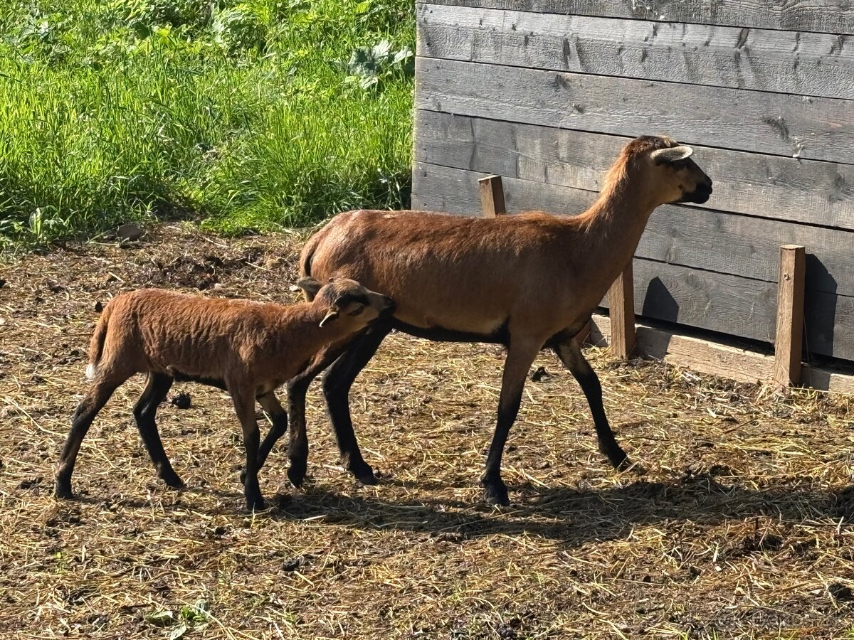 Kamerunská ovca, baran, jahniatko