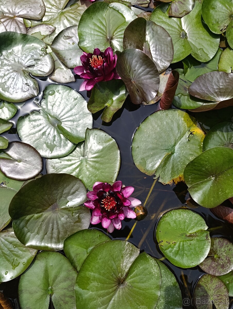 Vodné rastliny, lekna