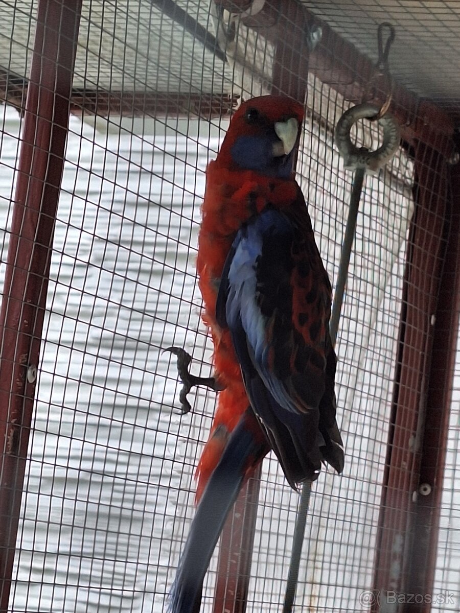 Rozela