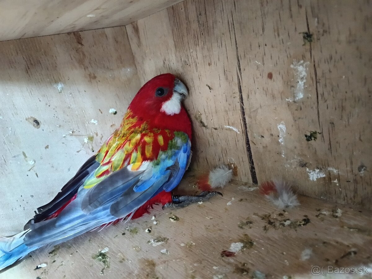 Rozela pastel samica