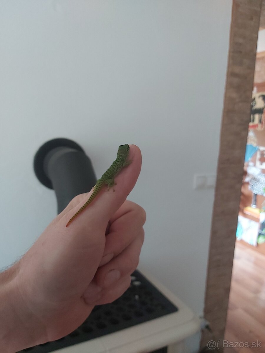 Felzuma madagaskarská