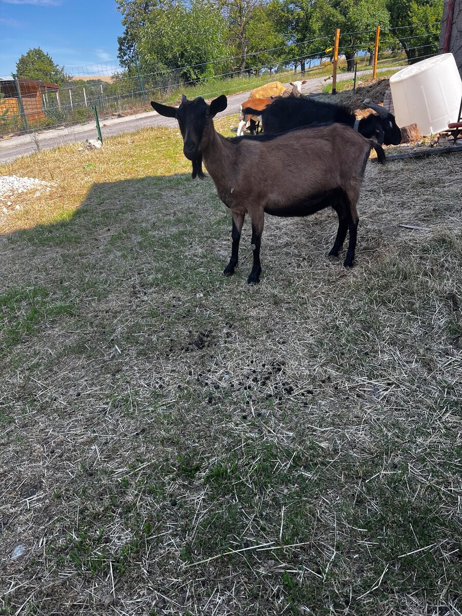 Alpínska koza