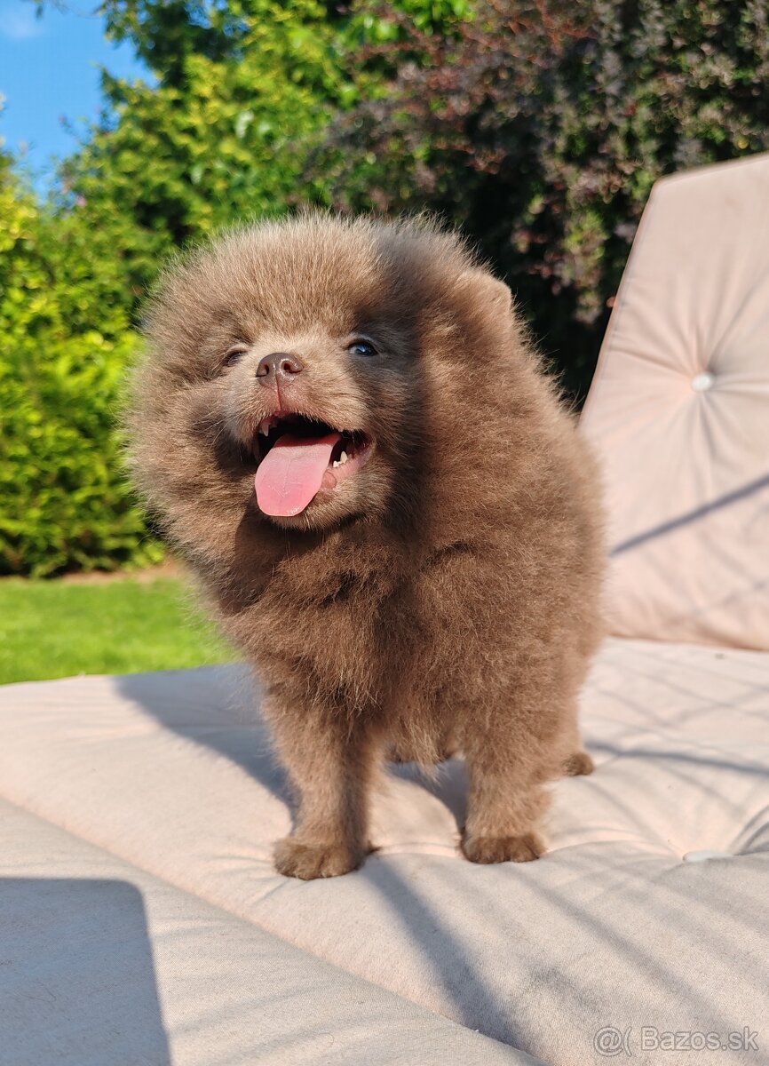 Pomeranian s PP