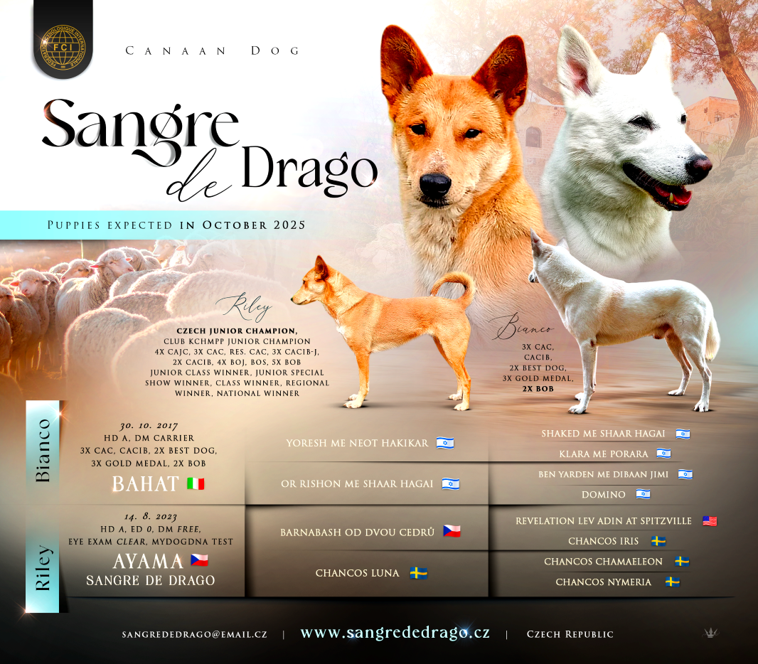 Kanaánsky pes šteniatko s PP - Canaan Dog