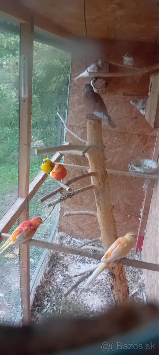 Predám spevave papagáje.