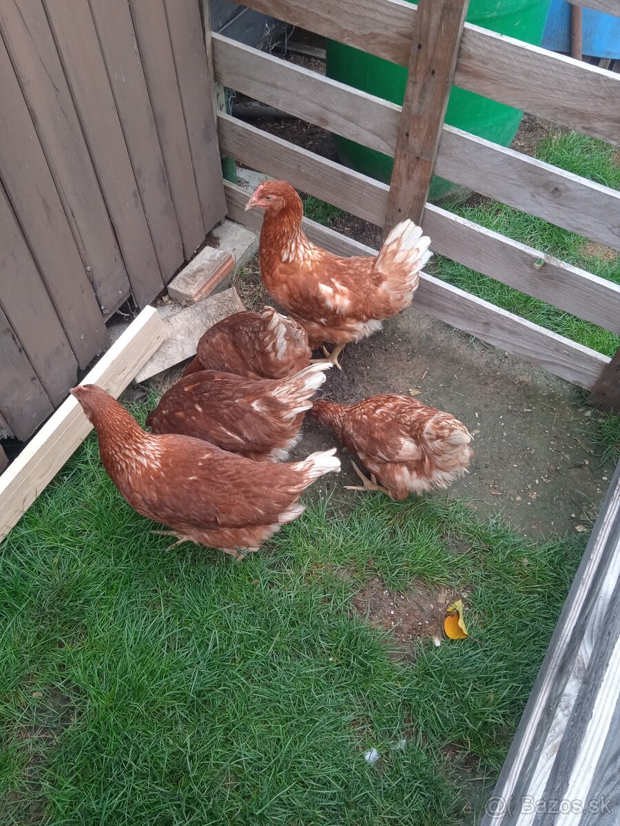 Nase vajíčka domáce 30kus 10eur