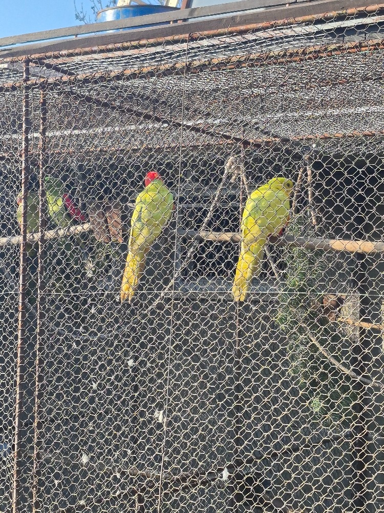 Papagáj královský, žltý